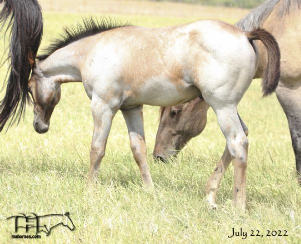 Blue Tac's 2022 bay roan colt